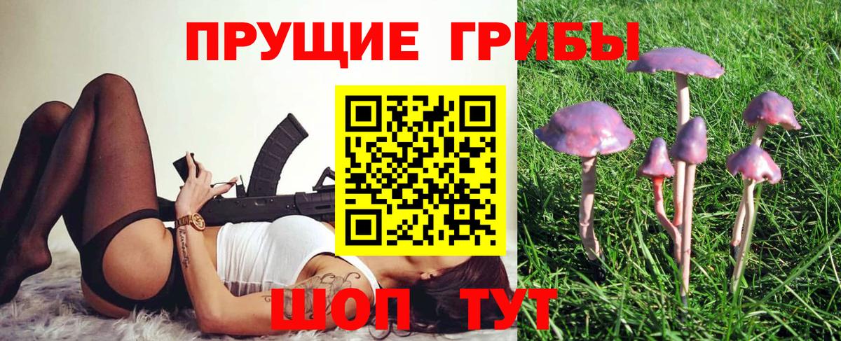 Псилоцибиновые грибы Cubensis Гатчина